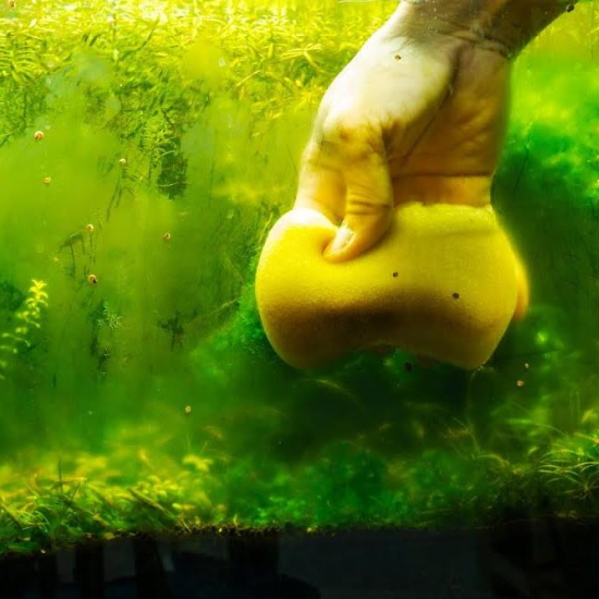 algae-in-your-water-tank-1682505942
