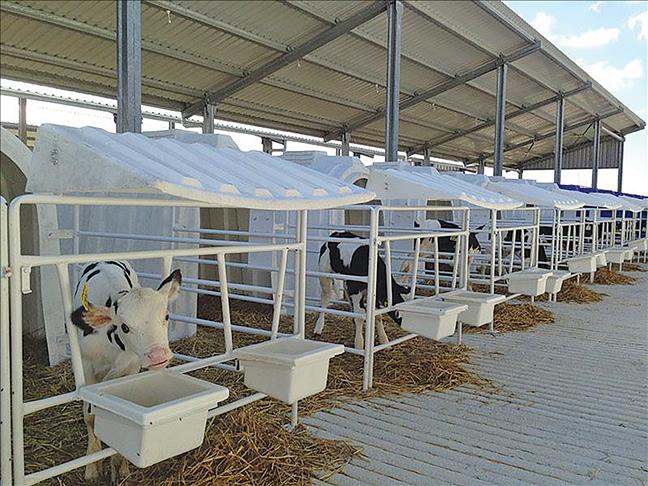 Karmod a installé des cabanes à veaux dans une ferme d'engraissement à Chypre