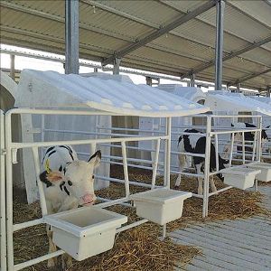 Karmod a installé des cabanes à veaux dans une ferme d'engraissement à Chypre