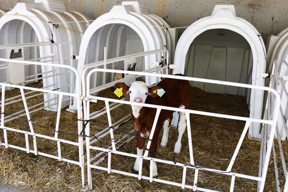 karmod plastic calf hutches
