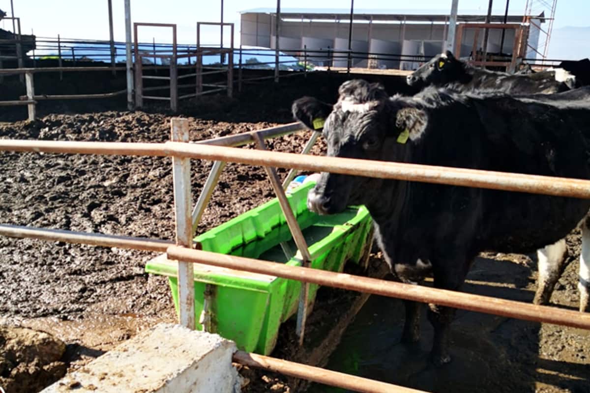 Mangiatoia-abbeveratoio In Plastica Rinforzata Per Animali – Vitelli, Pecore, Capre, Cavalli – Kerbl